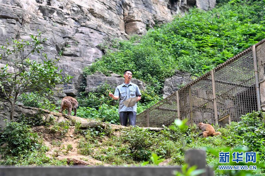 重慶統景：兩岸“猿聲”啼不住