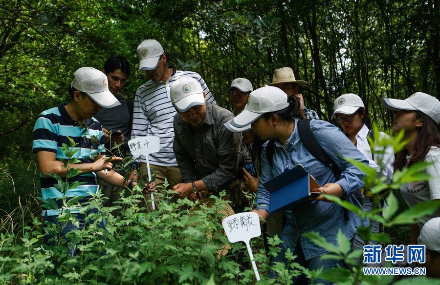 江蘇南京：“洋學生”進深山識百草