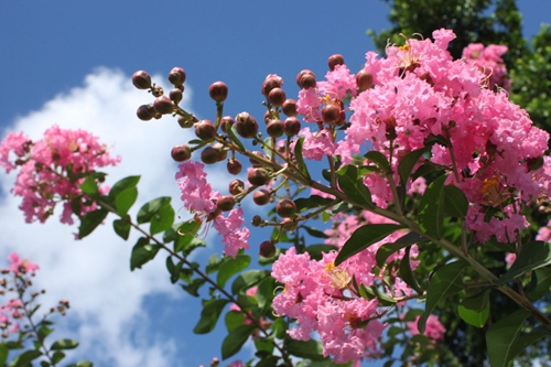 密雲打造北京市面積最大紫薇花主題園 預計7月中旬對外開放