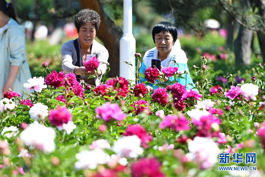 長春：芍藥花開遊人來