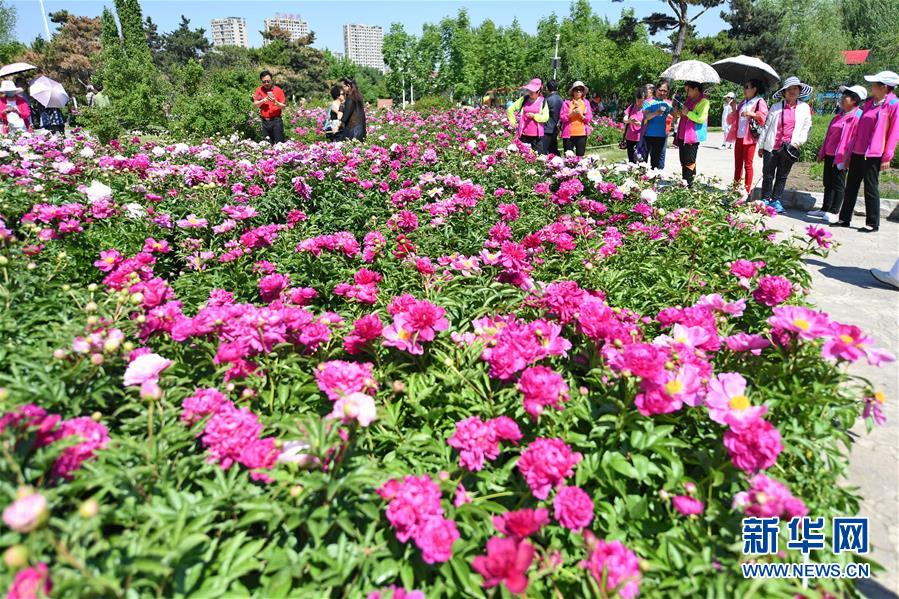 長春：芍藥花開遊人來