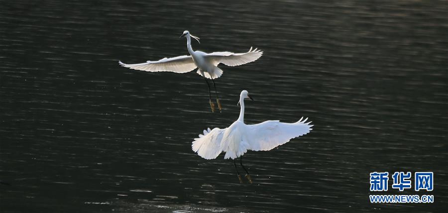 鷺舞清河