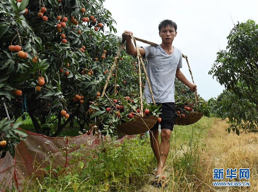 廣西靈山縣荔枝陸續上市