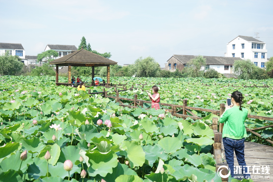 路橋：荷花盛開引客賞