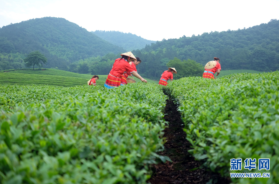 皖南名茶：清香自田間浮