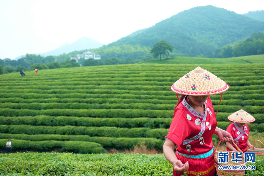 皖南名茶：清香自田間浮