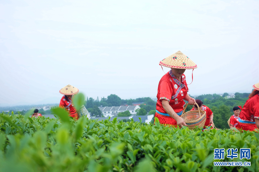 皖南名茶：清香自田間浮