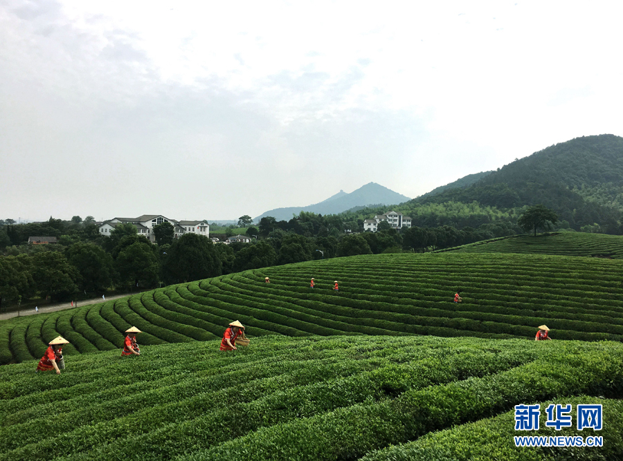 皖南名茶：清香自田間浮