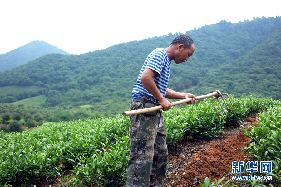 皖南名茶：清香自田間浮