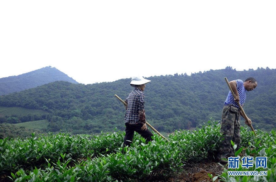 皖南名茶：清香自田間浮