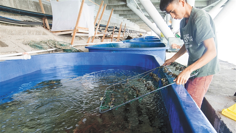 【頭條文字列表】【即時快訊】海南推動海洋牧場建設 給海洋生物安家