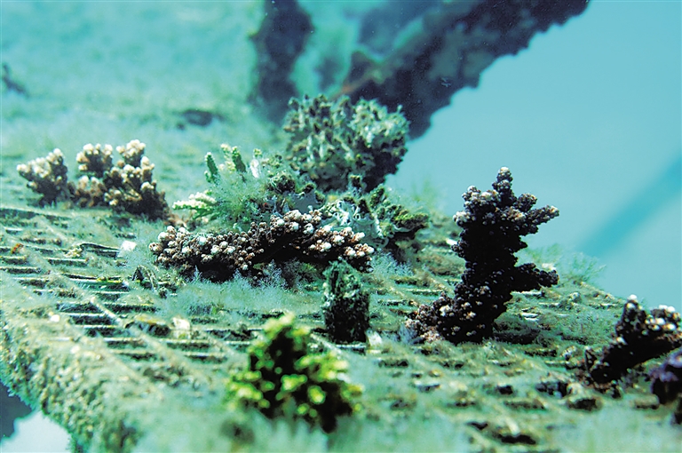 【頭條文字列表】【即時快訊】海南推動海洋牧場建設 給海洋生物安家