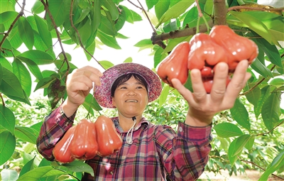 末尾有圖【食品農業圖文列表】【即時快訊】大路蓮霧香飄全國