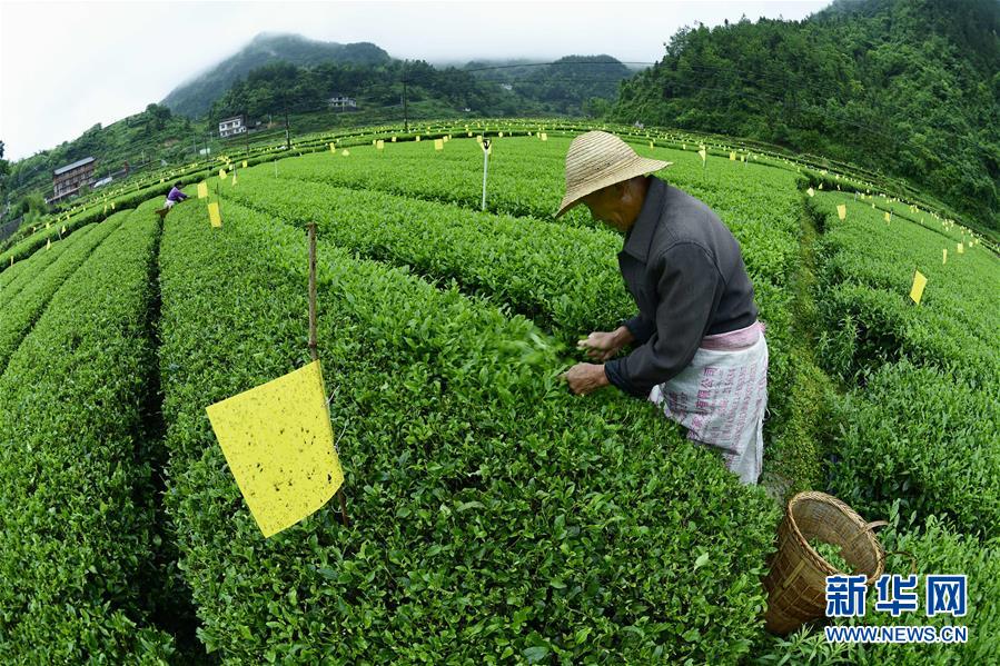 湖北恩施：“黃金盾牌”護茶園