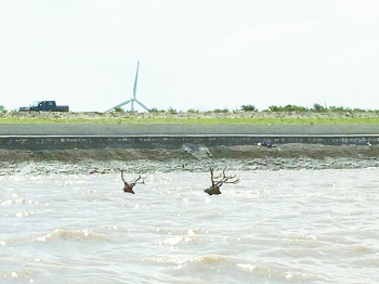 （社會廣角 鹽城）兩頭麋鹿落入海中 民警駕船兩海裏驅趕其上岸