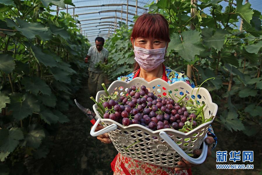 河北永清：冷棚葡萄成農民增收新亮點