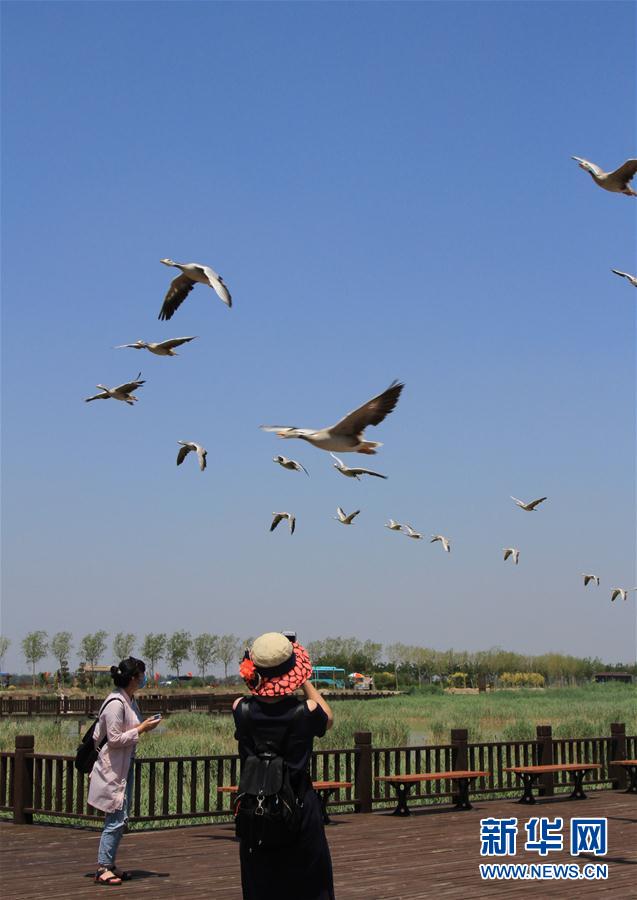 生態修復引候鳥 花園氧吧引遊客