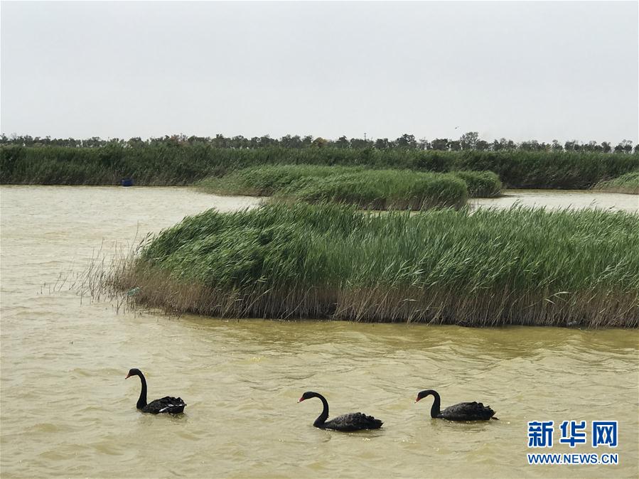 生態修復引候鳥 花園氧吧引遊客