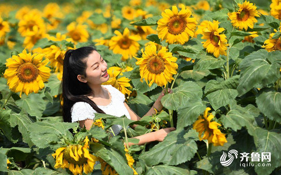 棗莊臺兒莊濕地：向日葵荷花競相綻放