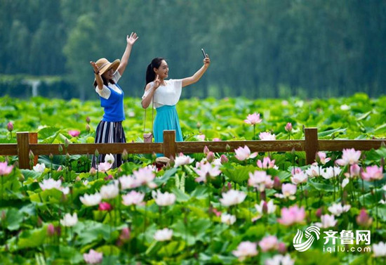 棗莊臺兒莊濕地：向日葵荷花競相綻放