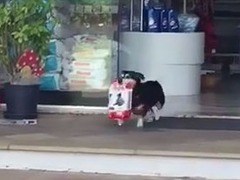 巴西聰明小狗每天自己買狗糧 主人超省心_fororder_dog-buys-food-himself-pituco-brazil-1