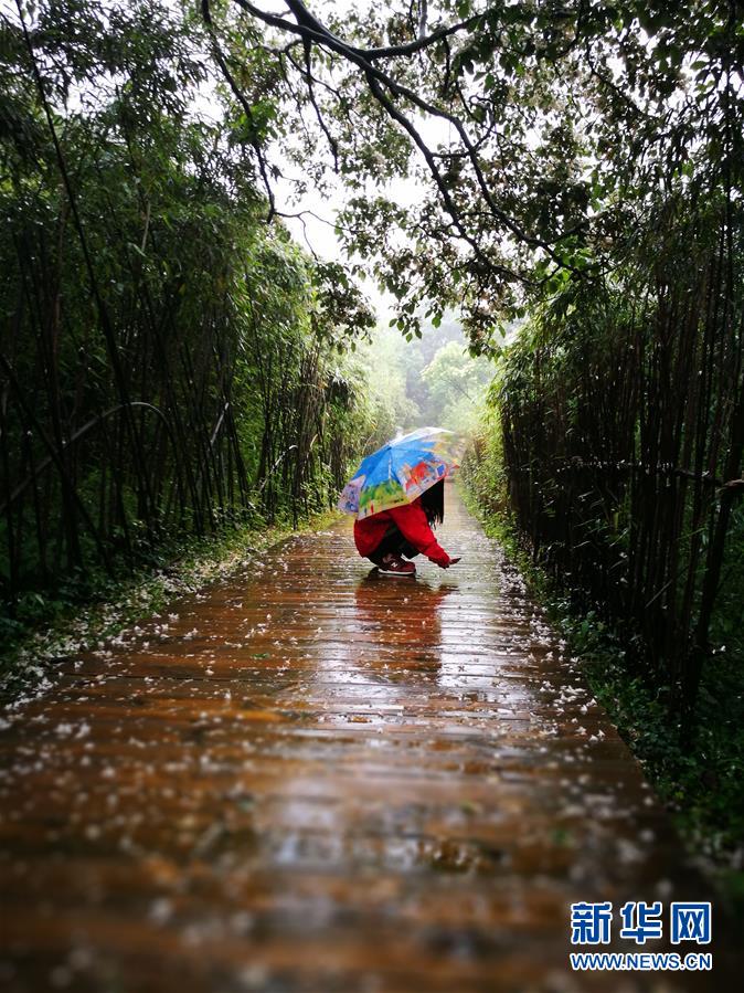 煙雨金佛山