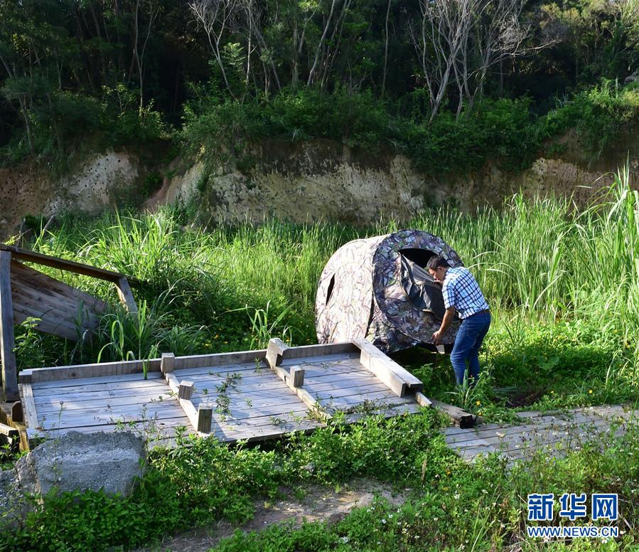 寸金之地養“野鳥”——廈門五緣灣栗喉蜂虎自然保護區見聞