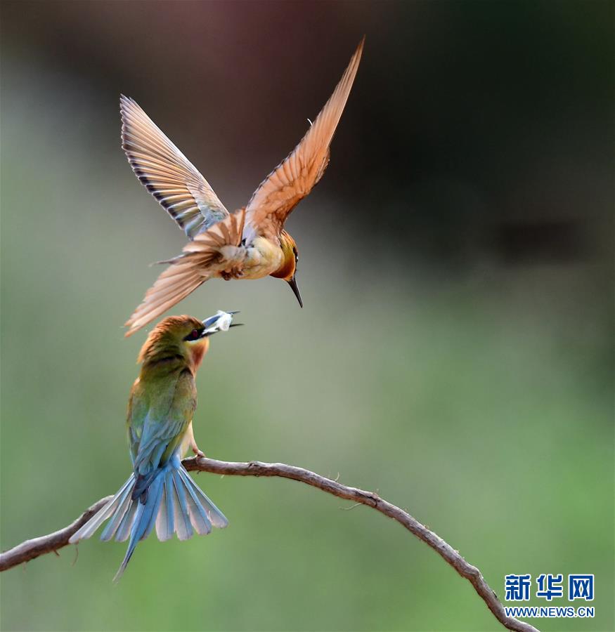 寸金之地養“野鳥”——廈門五緣灣栗喉蜂虎自然保護區見聞