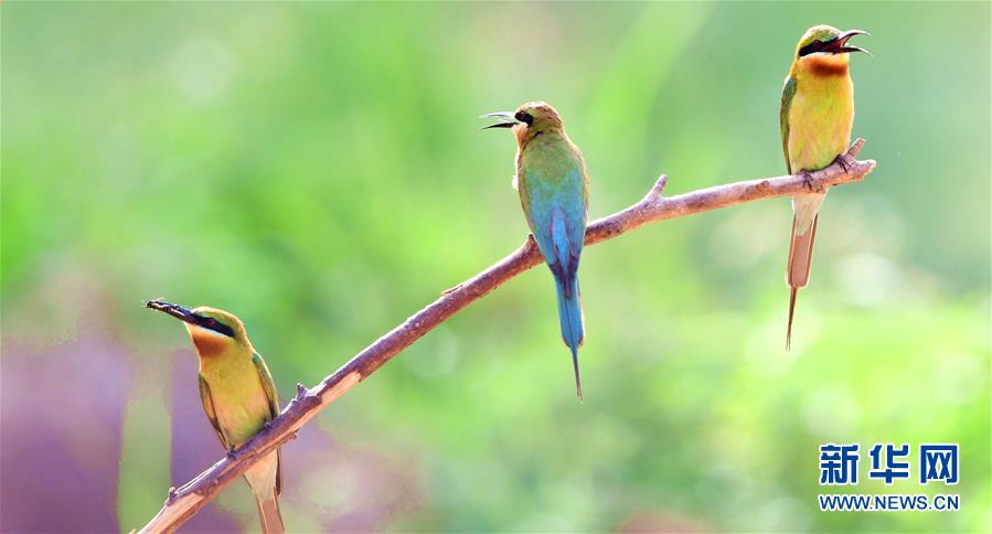 寸金之地養“野鳥”——廈門五緣灣栗喉蜂虎自然保護區見聞