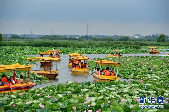 夏日賞荷