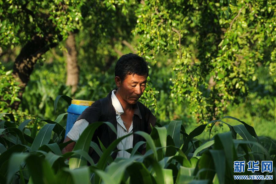 【輪播圖】河南內黃：避高溫 夏管忙