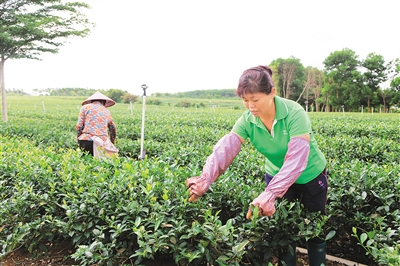 末尾有圖【食品農業圖文列表】【即時快訊】茶樹抽新芽 綠葉變“金葉”