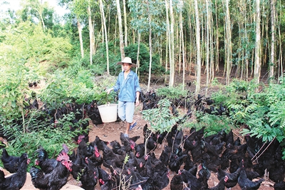 末尾有圖【民生圖文列表】【即時快訊】儋州：林下烏雞産業興“儋鳳”振翅正高飛