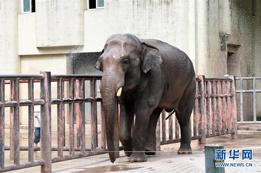 重慶動物園助動物“冰爽”度夏