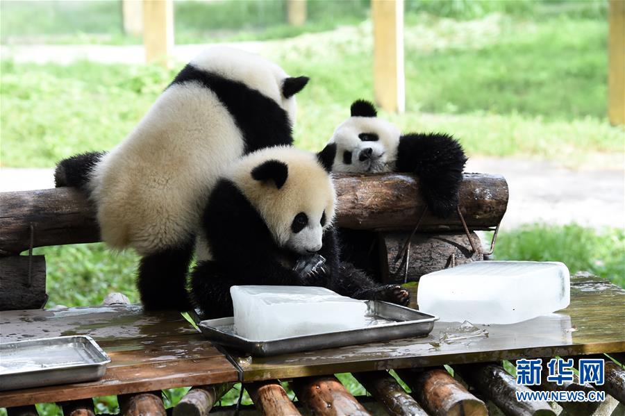 重慶動物園助動物“冰爽”度夏