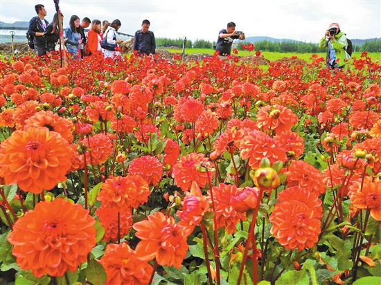 昆明撈漁河濕地公園大麗花海來襲