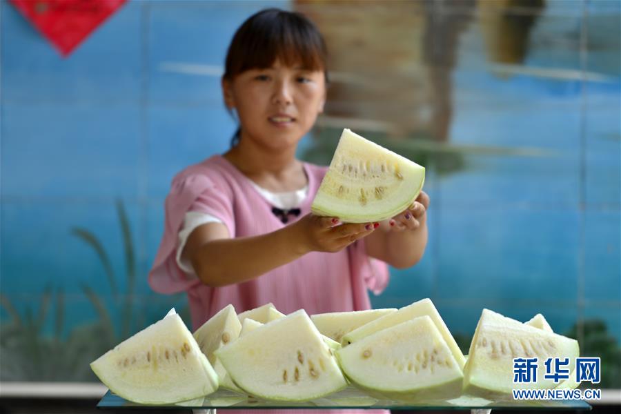 河北威縣“三白西瓜”飄香上市