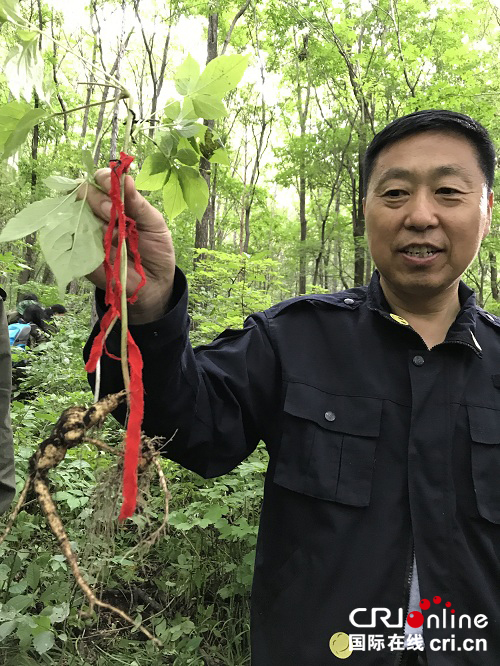 原創已通過【龍遊天下】參王故里通河縣再現野山參群