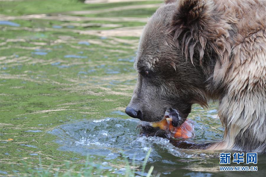 浙江寧波：動物度酷暑