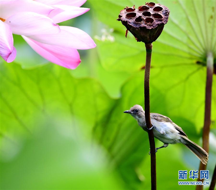 福州：看花觀鳥兩相宜