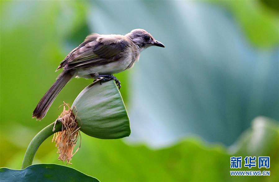 福州：看花觀鳥兩相宜