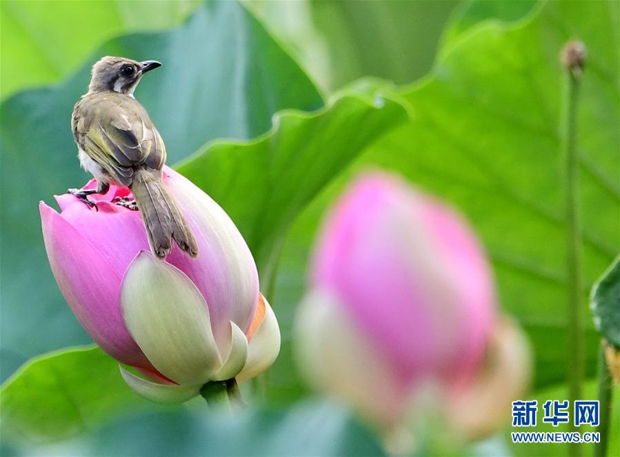 福州：看花觀鳥兩相宜