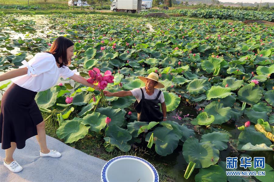 “荷塘月色”助推長興農民增收致富