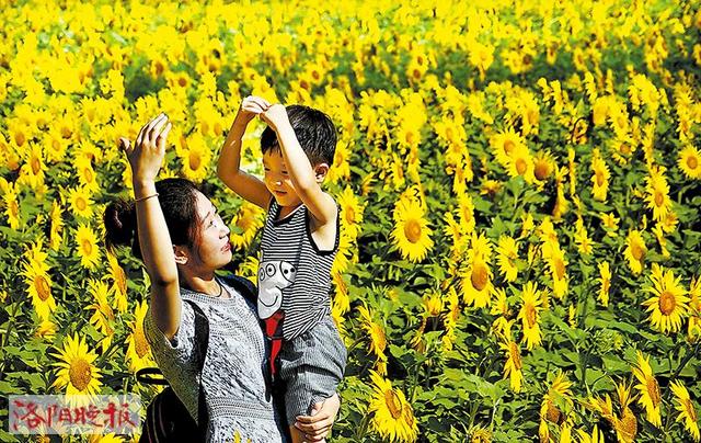 洛陽欒川 大片油葵花開正艷