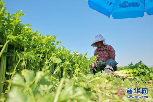 甘肅定西：夏季蔬菜采收忙