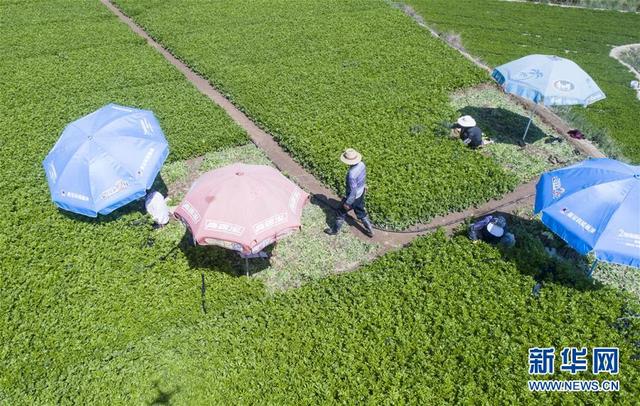 甘肅定西：夏季蔬菜采收忙