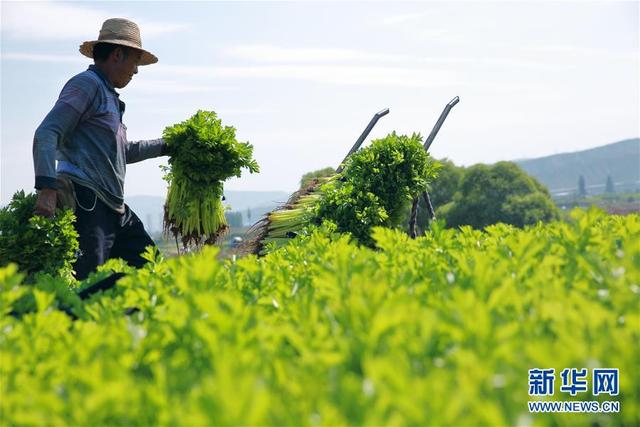 甘肅定西：夏季蔬菜采收忙