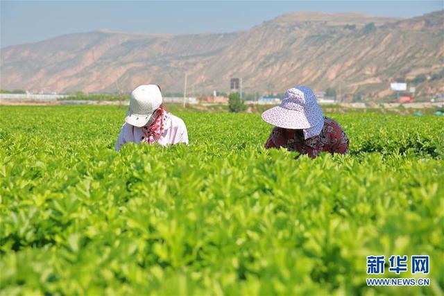 甘肅定西：夏季蔬菜采收忙