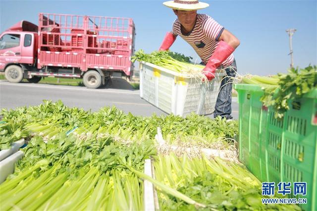 甘肅定西：夏季蔬菜采收忙