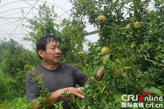 淄博淄川：農民張漢修讓廢棄礦坑變成花果山_fororder_3_副本